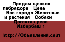 Продам щенков лабрадора › Цена ­ 20 000 - Все города Животные и растения » Собаки   . Дагестан респ.,Избербаш г.